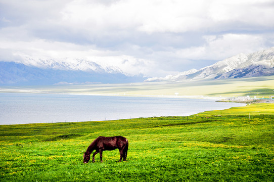 新疆赛里木湖的野生花海