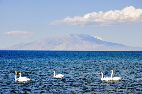 新疆赛里木湖的野生天鹅