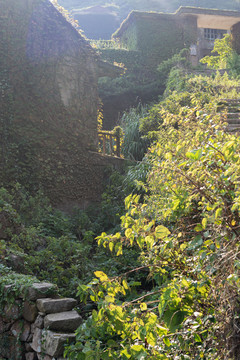 绿野仙踪无人村