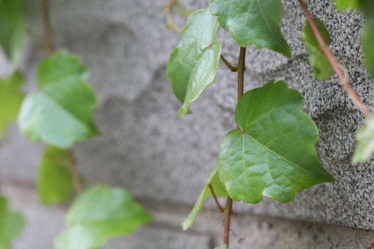 爬山虎