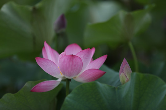 高清荷花摄影