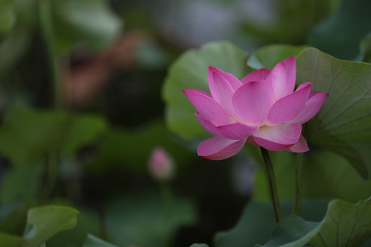 高清荷花摄影