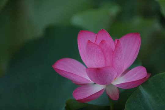 高清荷花摄影