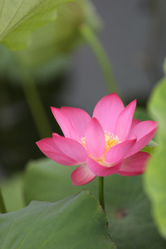 高清荷花摄影