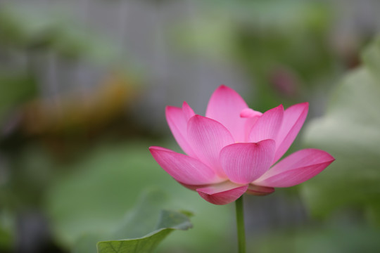 高清荷花摄影