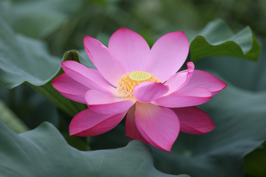 高清荷花摄影
