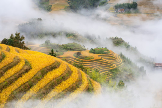 龙脊梯田