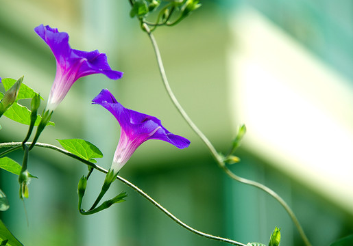 牵牛花盛开景致美