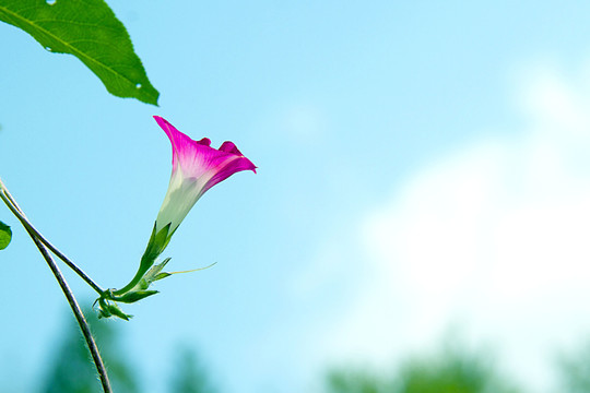 牵牛花盛开景致美