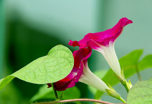 牵牛花盛开景致美