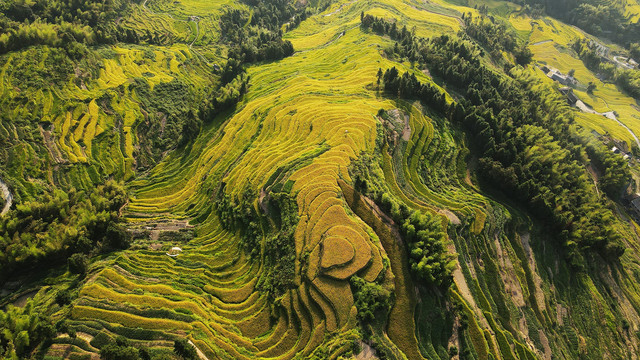 紫鹊界梯田乡村振兴户外秋景