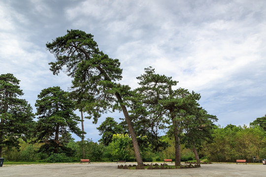 清西陵古松柏