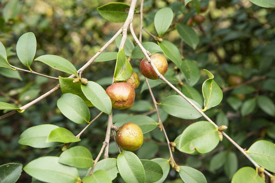 山茶果