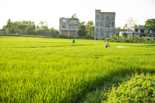 田间管理