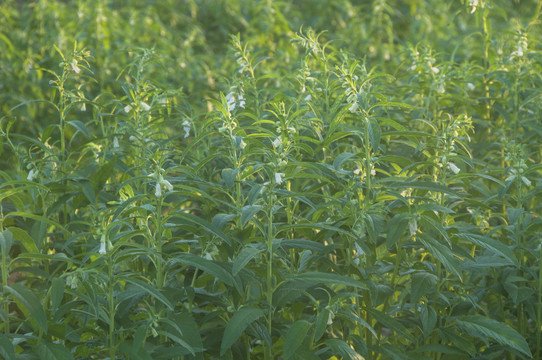 芝麻植株图集