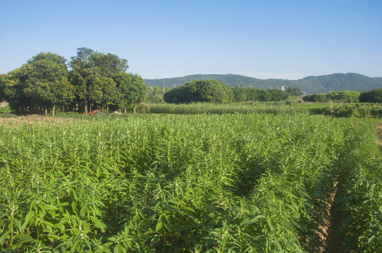 芝麻地绿野风景