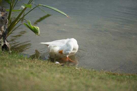 柯尔鸭