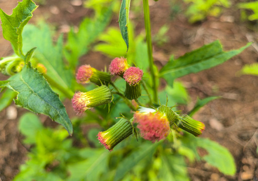 野茼蒿