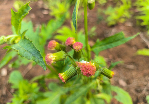 野茼蒿花蕾