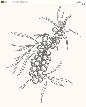 手绘沙棘转矢量图