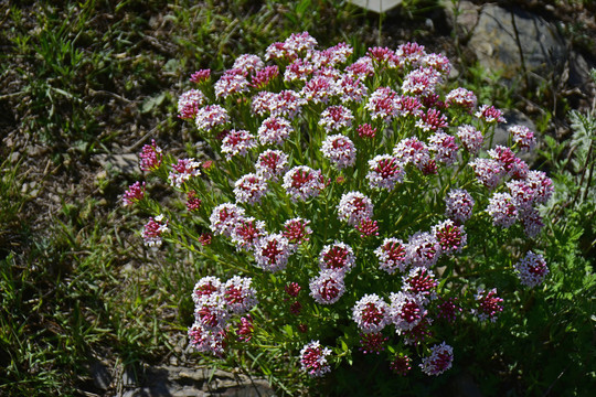 狼毒花