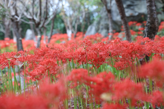 地狱花曼珠沙华