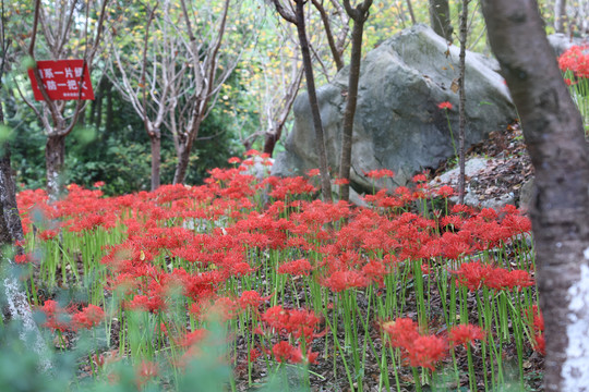 彼岸花