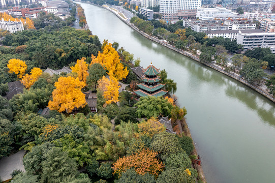 秋天望江楼银杏滨江路