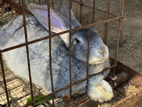 囚禁的兔子