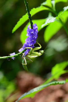 紫花上的螳螂