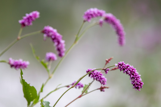 红蓼花