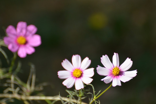 格桑花