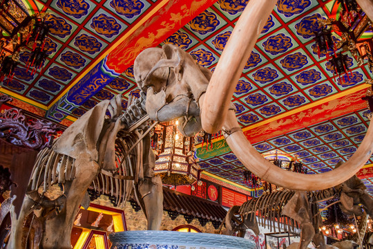 东北曹园博物馆猛犸象化石