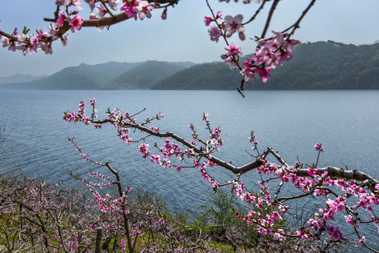 丹东宽甸在那桃花盛开的地方