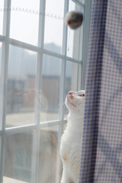 猫在窗户网上看的对镜倒影