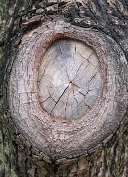 圆形树洞