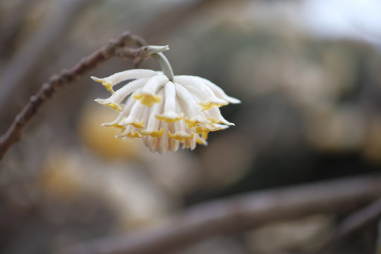 结香花