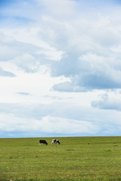 草原放牧牛吃草