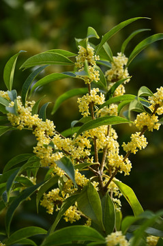 桂花飘香