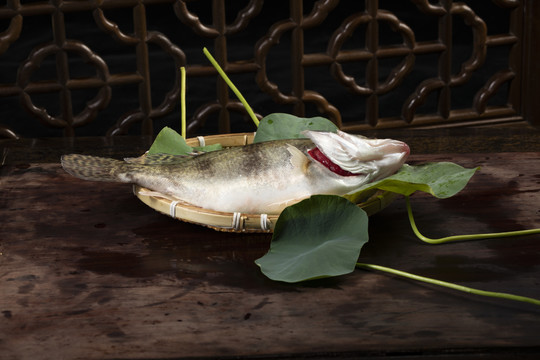 生鲜河鲜鳜鱼