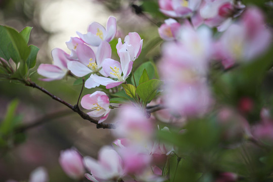 盛开的西府海棠花
