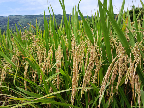 稻田稻谷粮食种植