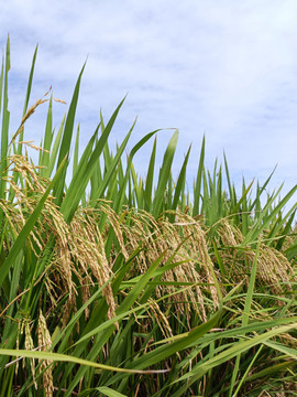 稻田稻谷粮食种植