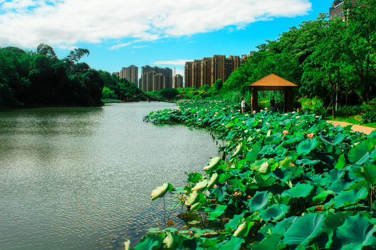 花溪河畔的荷花美景