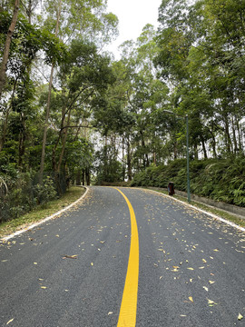 铺满落叶的道路