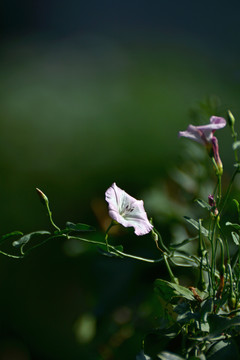 田旋花