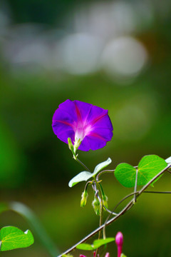 牵牛花