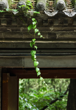 潭柘寺院墙背景下的爬山虎