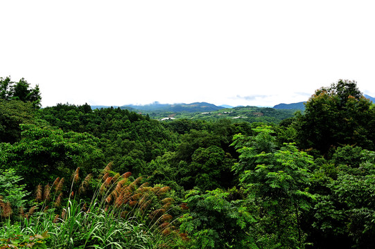 平远五指石