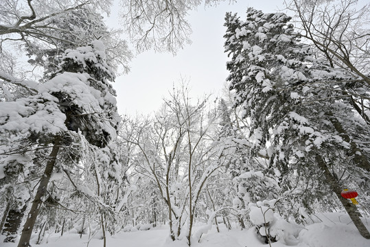 冬天雪乡雪森林雪景